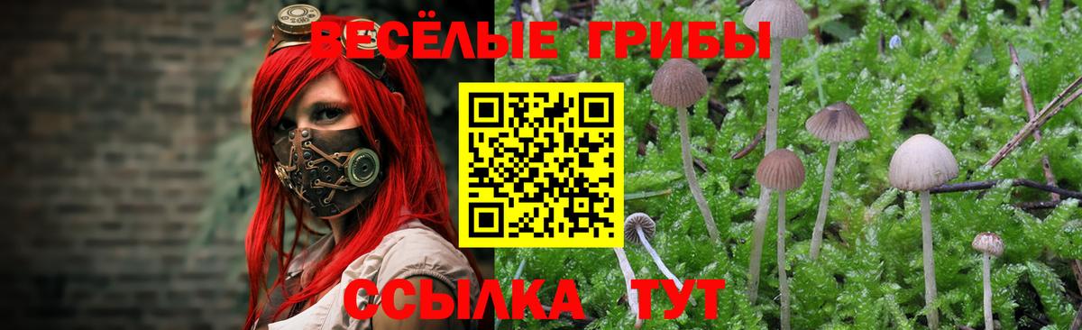 Галлюциногенные грибы Psilocybe Тула